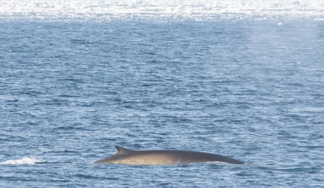 PLA12-23, Day 5, Harbour Porpoise © Ross Wheeler - Oceanwide Expeditions.JPG