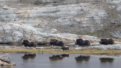 PLA12-23, Day 7, Muskoxen © Ross Wheeler - Oceanwide Expeditions.JPG