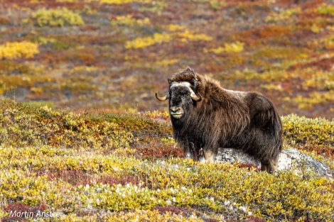 PLA13-23, Day 5, Musk Ox, Martin Anstee 4 © Martin Anstee - Oceanwide Expeditions.jpg