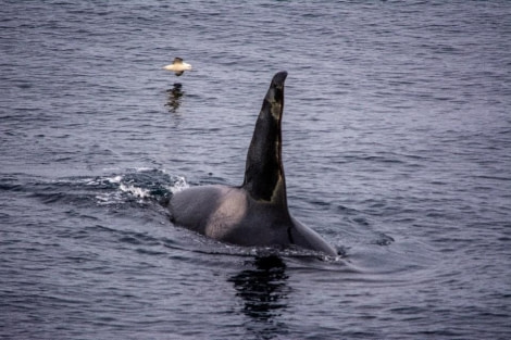 HDS13-23, Day 2, Whale © Unknown photographer - Oceanwide Expeditions.jpg