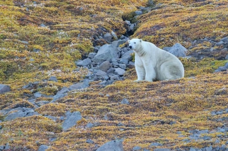 HDS13-23, Day 3, Polar Bear © Unknown photographer - Oceanwide Expeditions.jpg