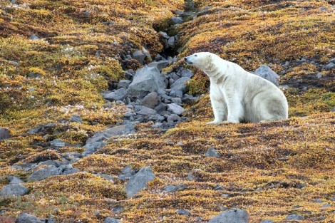 HDS13-23, Day 3, Polar Bear 2 © Unknown photographer - Oceanwide Expeditions.jpg