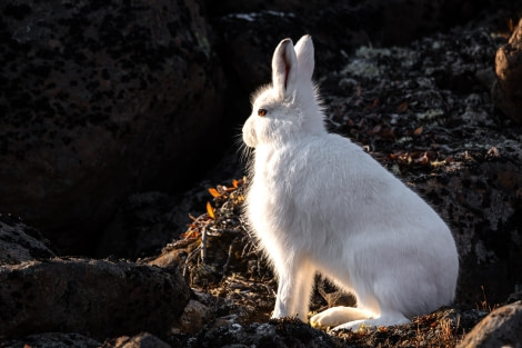 HDS13-23, Day 7, Arctic Hare © Unknown photographer - Oceanwide Expeditions.jpg
