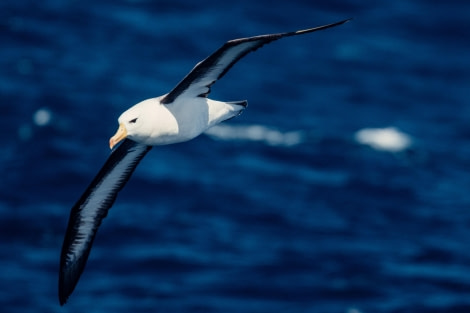 HDS21-23, Day 7, Black-browed albatross © Unknown photographer - Oceanwide Expeditions.jpg