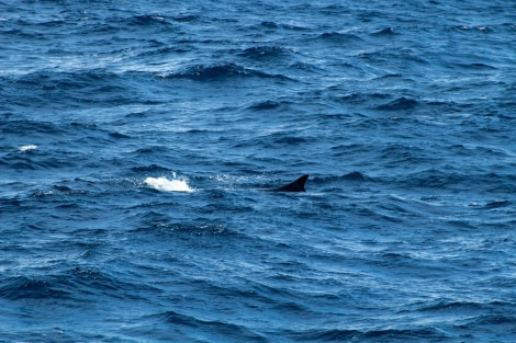 HDS21-23, Day 12, Whale © Unknown photographer - Oceanwide Expeditions.jpg