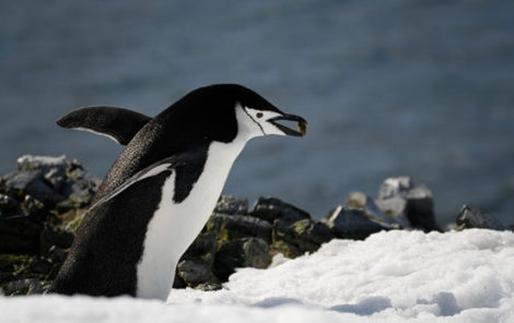 HDS21-23, Day 15, Chinstrap penguin, Half Moon Island © Unknown photographer - Oceanwide Expeditions.png