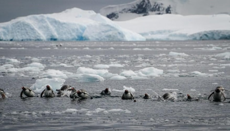 HDS21-23, Day 16, Cierva Cove © Unknown photographer - Oceanwide Expeditions.jpg