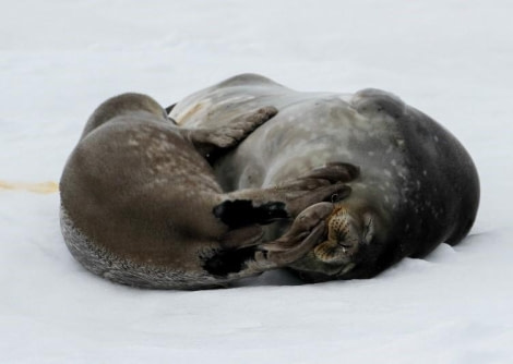 HDS21-23, Day 16, Weddell seals, D'Hainaut Island, Mikkelsen Harbour © Unknown photographer - Oceanwide Expeditions.jpg