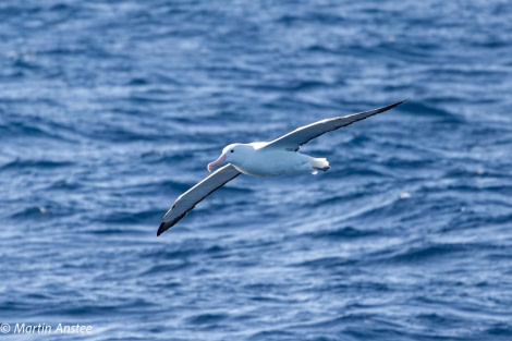OTL22-23, Day 2, Albatross © Martin Anstee Photography - Oceanwide Expeditions.jpg