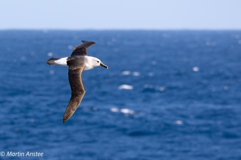 OTL22-23, Day 2, Atlantic Yellow-Nosed Albatross © Martin Anstee Photography - Oceanwide Expeditions.jpg