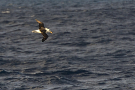 OTL22-23, Day 2, Black-browed Albatross 2 © Gary Miller - Oceanwide Expeditions.JPG