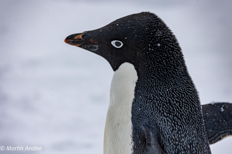 OTL22-23, Day 4, Adelie penguin © Martin Anstee Photography - Oceanwide Expeditions.jpg