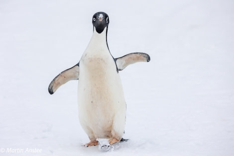 OTL22-23, Day 4, Adelie penguin 4 © Martin Anstee Photography - Oceanwide Expeditions.jpg