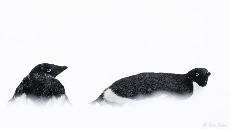 OTL22-23, Day 4, Adelie Penguins © Sara Jenner - Oceanwide Expeditions.jpg