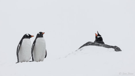 OTL22-23, Day 4, Gentoo Penguins 3 © Sara Jenner - Oceanwide Expeditions.jpg