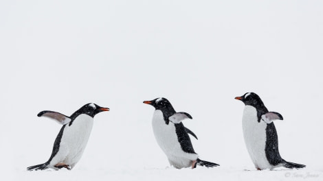 OTL22-23, Day 4, Gentoo Penguins 4 © Sara Jenner - Oceanwide Expeditions.jpg