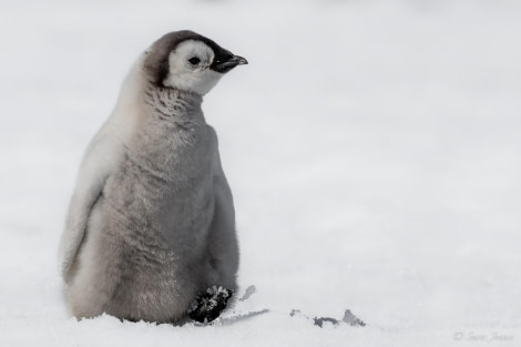 OTL22-23, Day 5, Baby Emperor Penguin © Sara Jenner - Oceanwide Expeditions.jpg