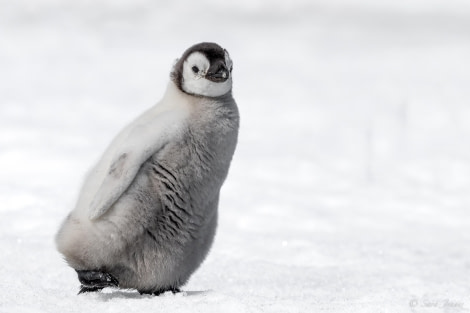 OTL22-23, Day 5, Baby Emperor Penguin 2 © Sara Jenner - Oceanwide Expeditions.jpg