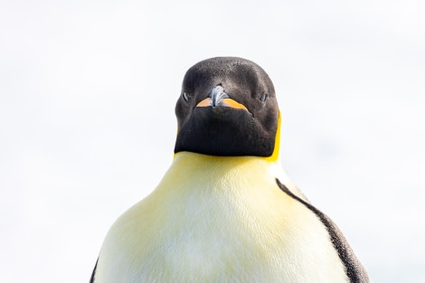 OTL22-23, Day 5, Emperor Penguin © Martin Anstee Photography - Oceanwide Expeditions.jpg