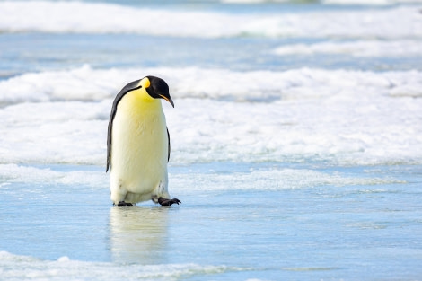 OTL22-23, Day 5, Emperor Penguin 2 © Martin Anstee Photography - Oceanwide Expeditions.jpg