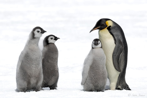 OTL22-23, Day 5, Emperor Penguins 2 © Sara Jenner - Oceanwide Expeditions.jpg