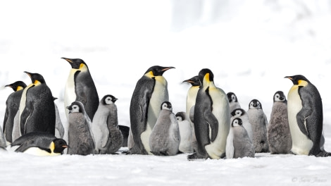 OTL22-23, Day 5, Emperor Penguins 3 © Sara Jenner - Oceanwide Expeditions.jpg
