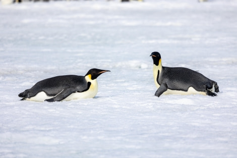 OTL22-23, Day 5, Emperor Penguins 5 © Martin Anstee Photography - Oceanwide Expeditions.jpg