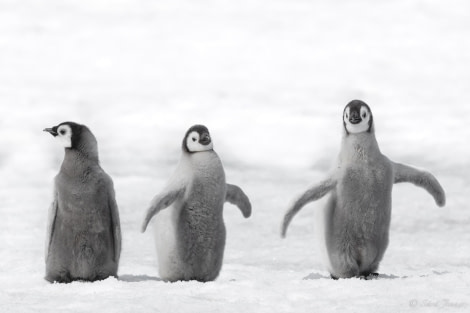 OTL22-23, Day 5, Emperor Penguins Babies © Sara Jenner - Oceanwide Expeditions.jpg