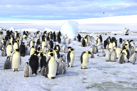 OTL22-23, Day 6, Emperor Penguins 5 © Gary Miller - Oceanwide Expeditions.JPG