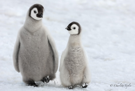 OTL22-23, Day 6, Emperor Penguins Chicks 2 © Charlotte Taplin - Oceanwide Expeditions.jpg