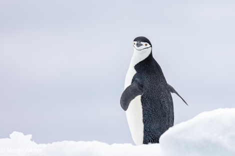 OTL22-23, Day 7, Chinstrap Penguin © Martin Anstee Photography - Oceanwide Expeditions.jpg