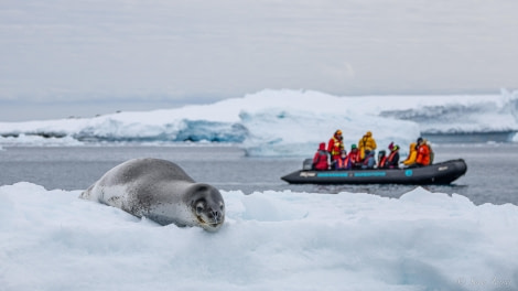 OTL22-23, Day 7, Leopard Seal 1 © Sara Jenner - Oceanwide Expeditions.jpg