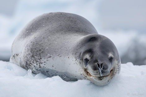 OTL22-23, Day 7, Leopard Seal 3 © Sara Jenner - Oceanwide Expeditions.jpg