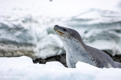 OTL22-23, Day 7, Leopard Seal 5 © Martin Anstee Photography - Oceanwide Expeditions.jpg