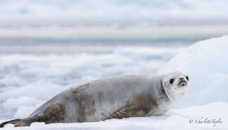 OTL22-23, Day 7, Seal © Charlotte Taplin - Oceanwide Expeditions.jpg