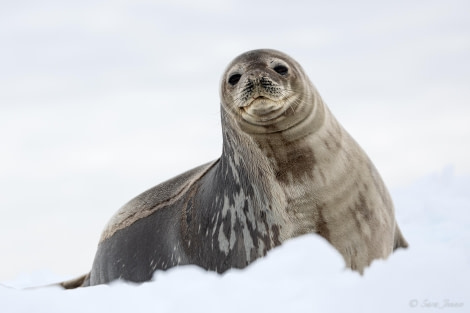 OTL22-23, Day 7, Weddell Seal © Sara Jenner - Oceanwide Expeditions.jpg