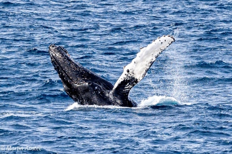 OTL22-23, Day 8, Humpback Whale © Martin Anstee Photography - Oceanwide Expeditions.jpg