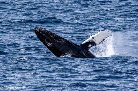 OTL22-23, Day 8, Humpback whale 2 © Martin Anstee Photography - Oceanwide Expeditions.jpg