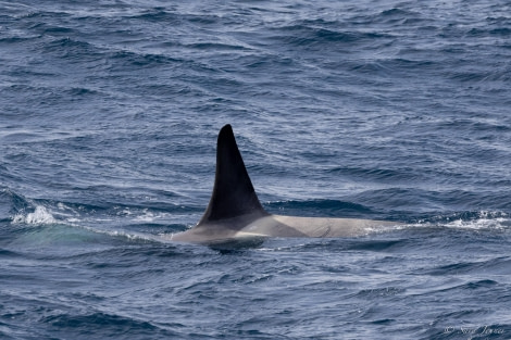 OTL22-23, Day 8, Orca 1 © Sara Jenner - Oceanwide Expeditions.jpg