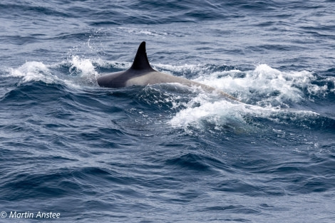 OTL22-23, Day 8, Orca saddle © Martin Anstee Photography - Oceanwide Expeditions.jpg