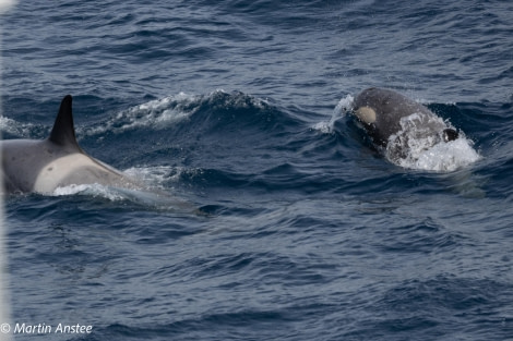 OTL22-23, Day 8, Orcas 2 © Martin Anstee Photography - Oceanwide Expeditions.jpg