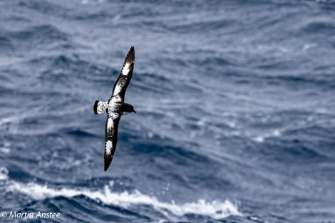 OTL22-23, Day 9, Cape Petrel 2 © Martin Anstee Photography - Oceanwide Expeditions.jpg