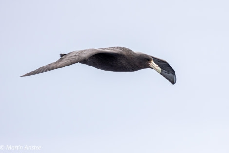 OTL22-23, Day 9, Giant Petrel 4 © Martin Anstee Photography - Oceanwide Expeditions.jpg