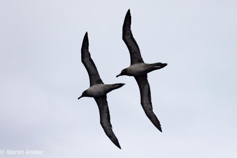 OTL22-23, Day 10, Albatross 3 © Martin Anstee Photography - Oceanwide Expeditions.jpg