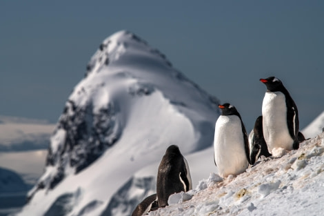 HDS22-23, Day 4, 33233 © Mikhail Barabanov - Oceanwide Expeditions.JPG