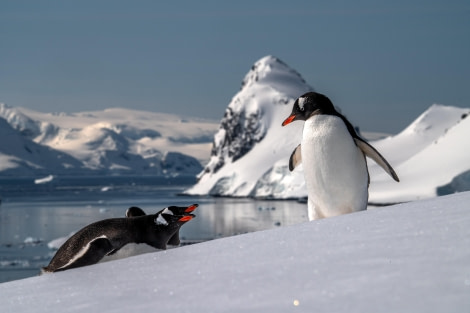 HDS22-23, Day 4, 33236 © Mikhail Barabanov - Oceanwide Expeditions.JPG