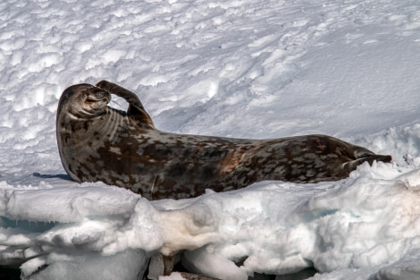 HDS22-23, Day 4, 33238 © Mikhail Barabanov - Oceanwide Expeditions.JPG