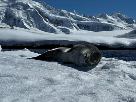 HDS22-23, Day 8, Leopard seal © Unknown photographer - Oceanwide Expeditions.jpg