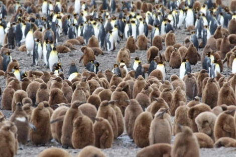 PLA22-23, Day 7, King Penguins © Unknown Photographer - Oceanwide Expeditions.jpg