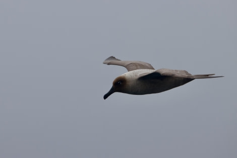 PLA22-23, Day 12, Light-mantled sooty albatross © Joshua Peck - Oceanwide Expeditions.jpeg